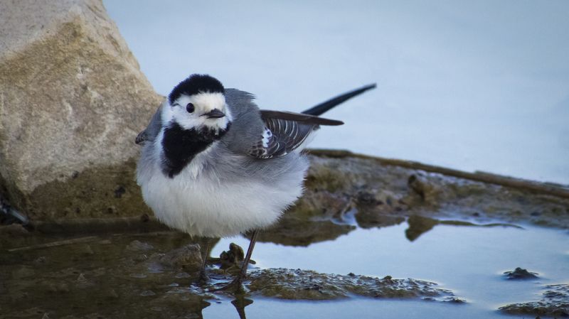 трясогузка, балка терновая, новоалександровск, птица, у воды Трясогузка на Терновой Балке фото превью