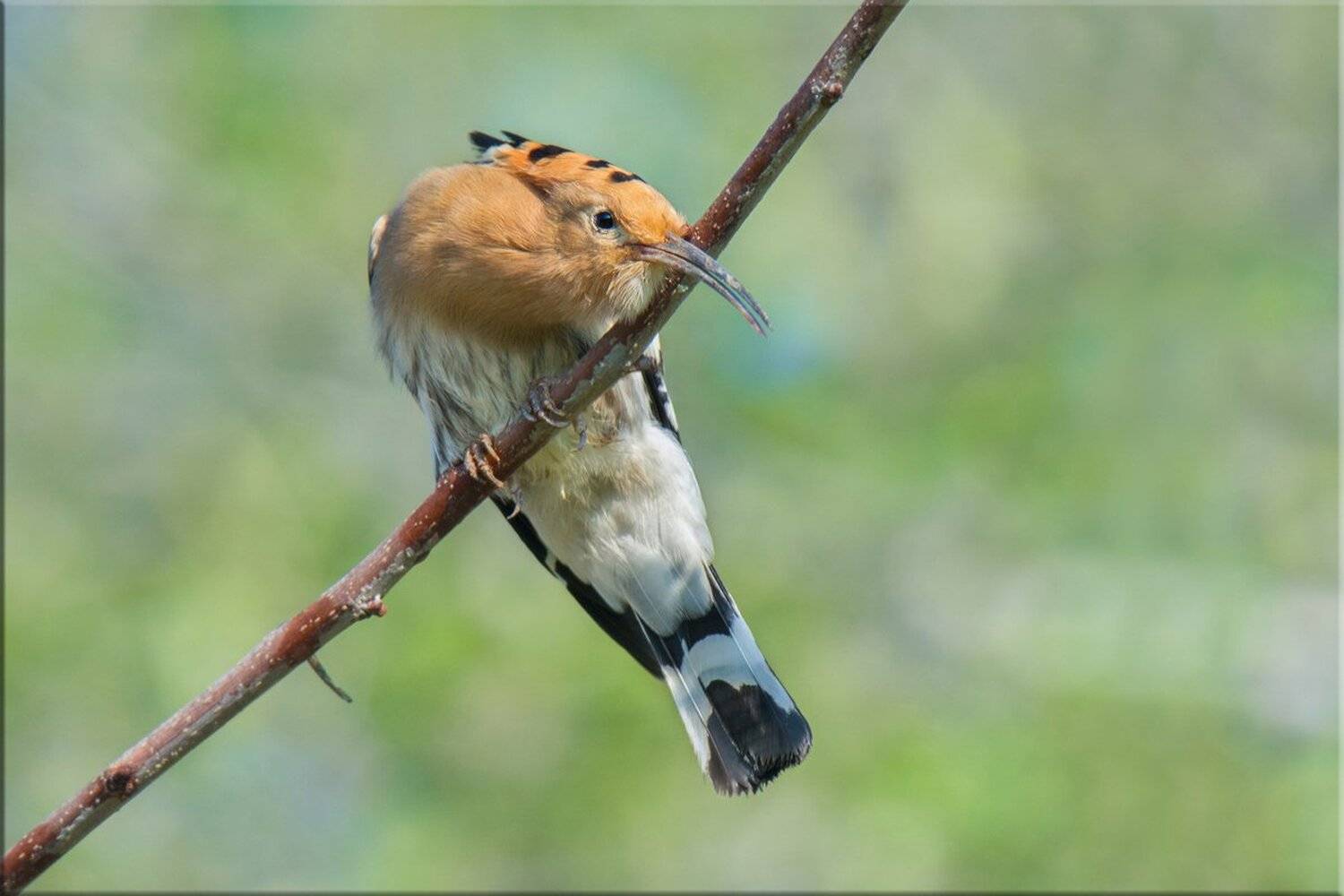 удод, Людмила Бекман