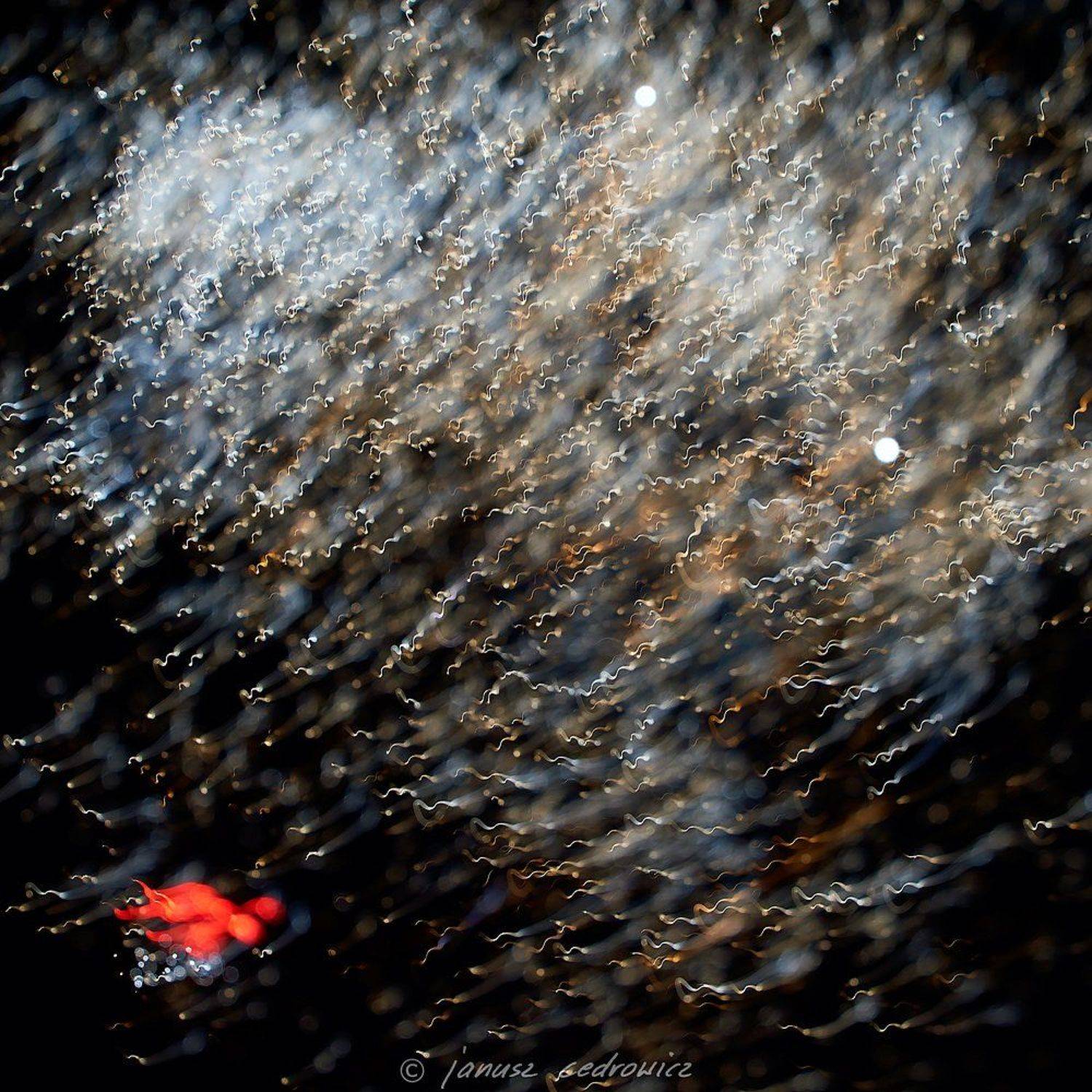 firework, fireworks, explosion, sky, night, lights, colors, colorful, art, abstract,, Janusz Cedrowicz