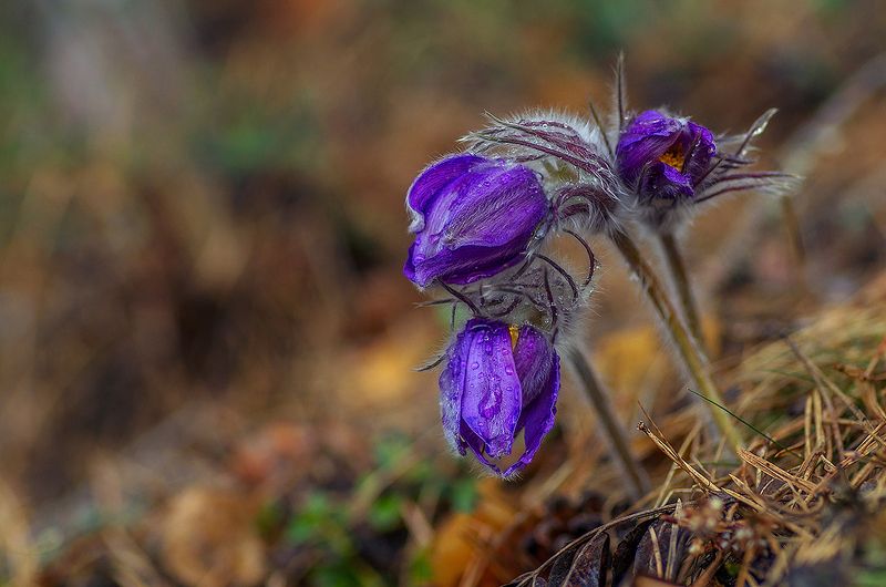 про весну, бабочку, шмеля и сон-траву фото превью