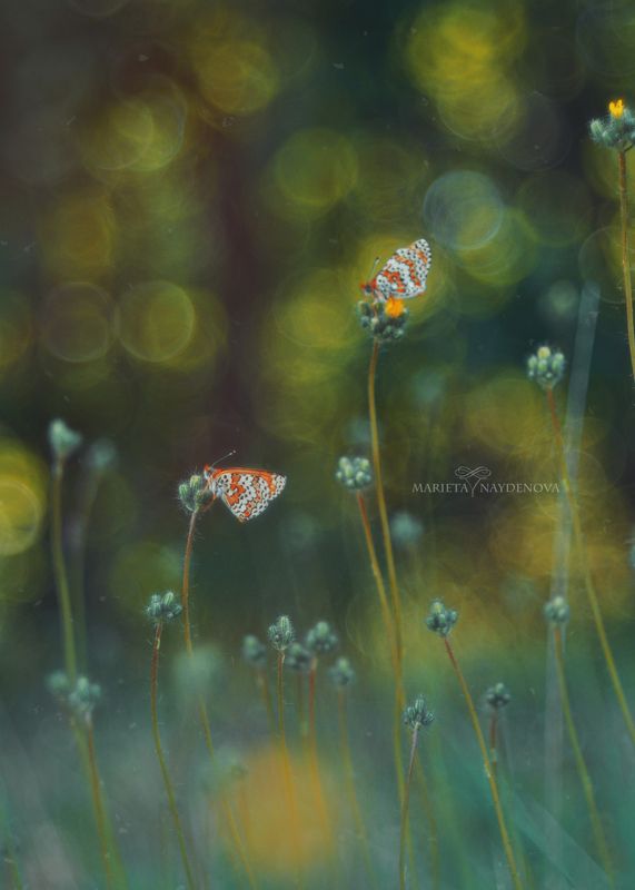 * фото превью