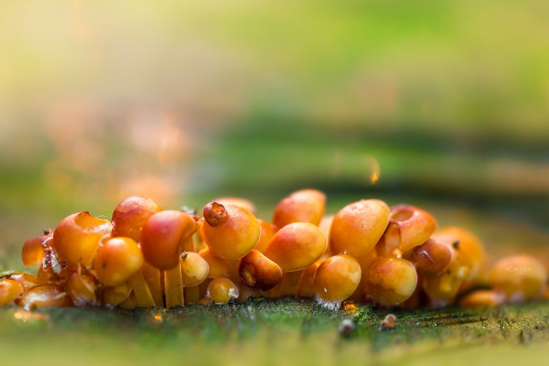 macro, mushrooms, nature, грибы, fungi, природа, макро, зима Зимние грибочки фото превью