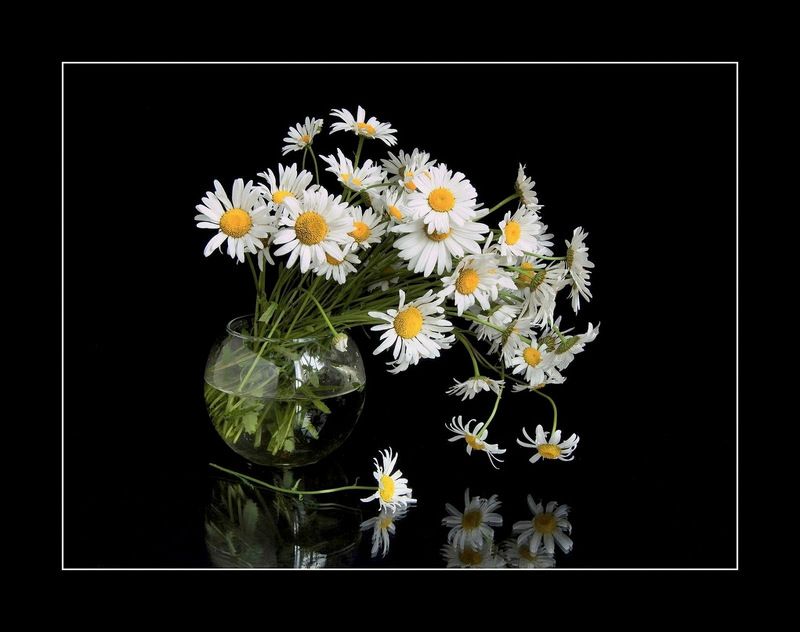 Ромашковый букет фото превью