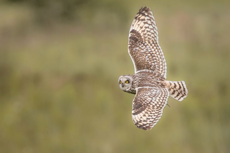 Хвостик фото превью