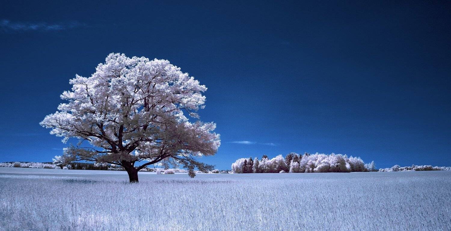 infrared,ик-фото,инфракрасное фото,инфракрасная фотография,пейзаж,природа,беларусь,лето, Sixten ( Сергей )