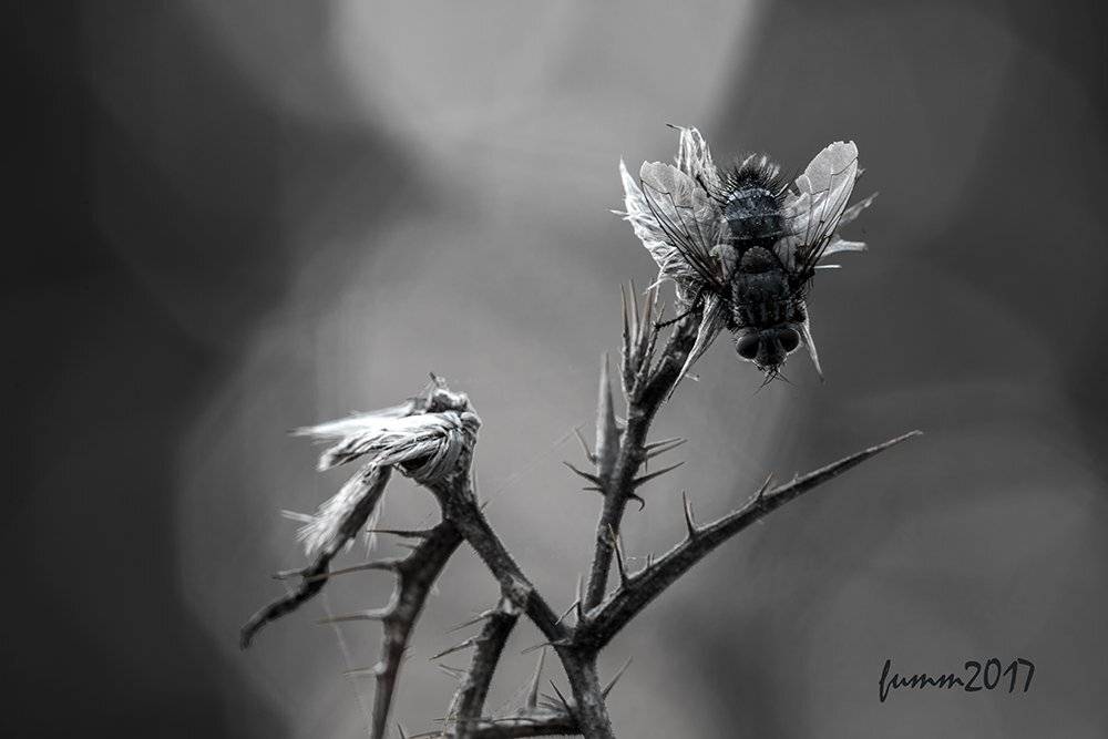 , Игорь ФУММ