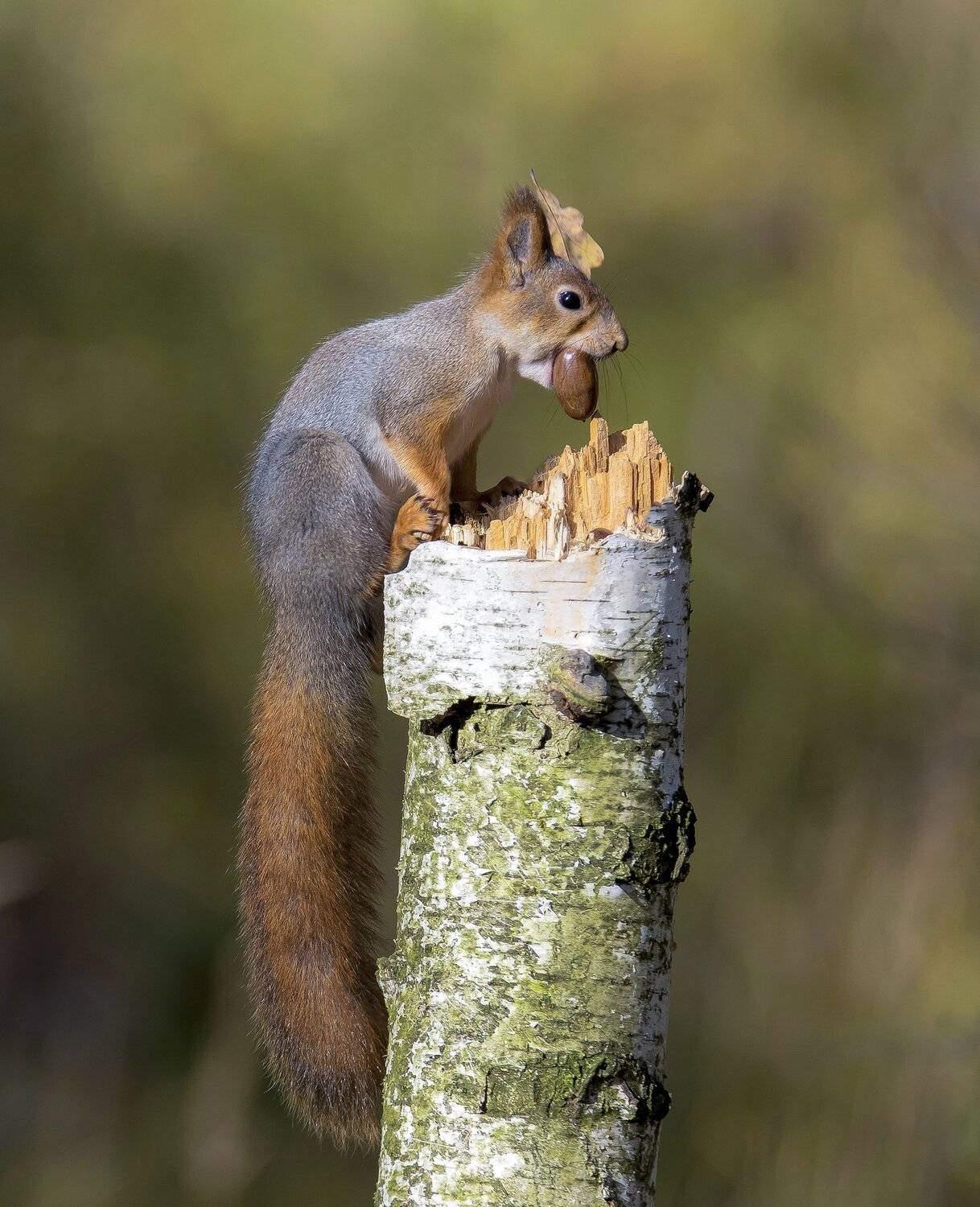 природа,лес,осень,белка, Андрей Киселёв
