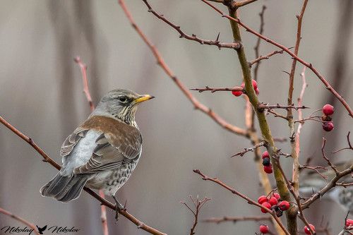 Хвойнов дрозд (Turdus pilaris)Fieldfare