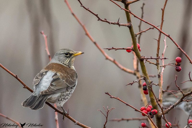 fieldfare,bird,winter,red,wings,wildlife,nature,landscape Хвойнов дрозд (Turdus pilaris)Fieldfare фото превью