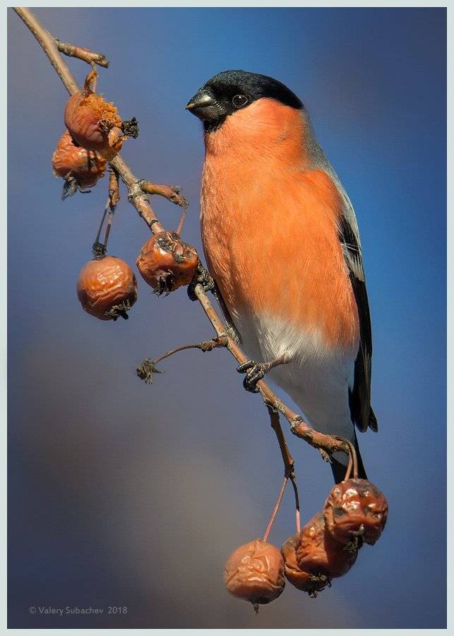 , Валерий Субачев