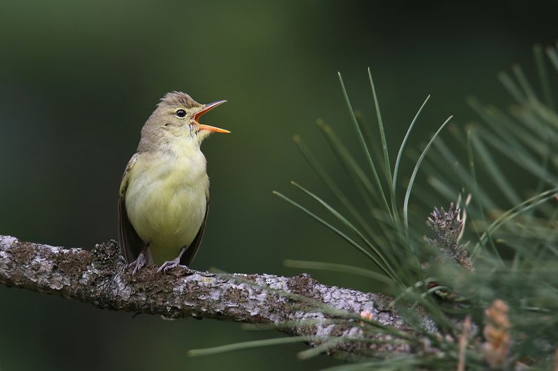зелёная, пересмешка, большая, соната, соль, мажор, icterine warbler, hippolais icterina, Весенняя соната. Соль мажор. фото превью