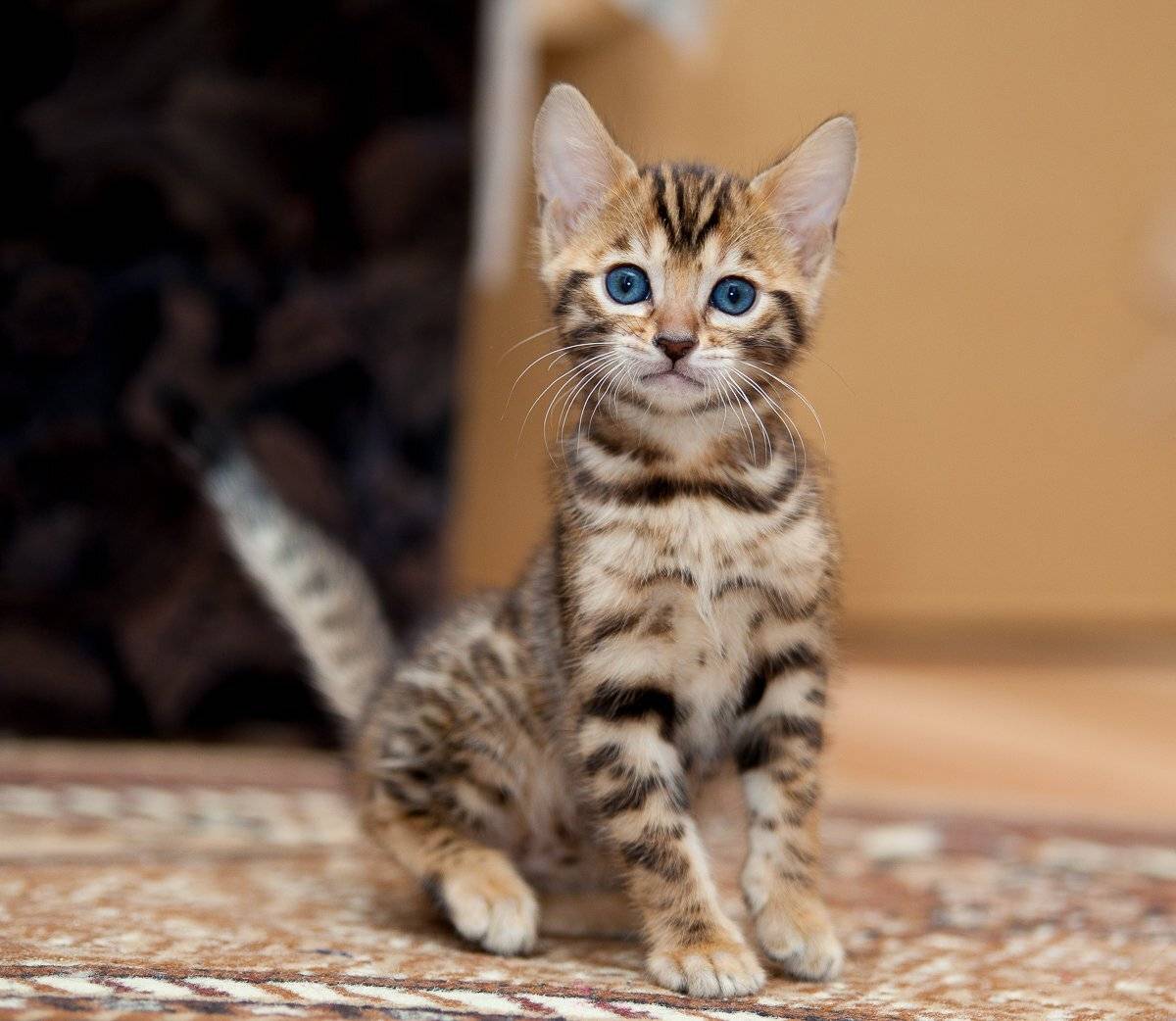 mr.filler, Николай