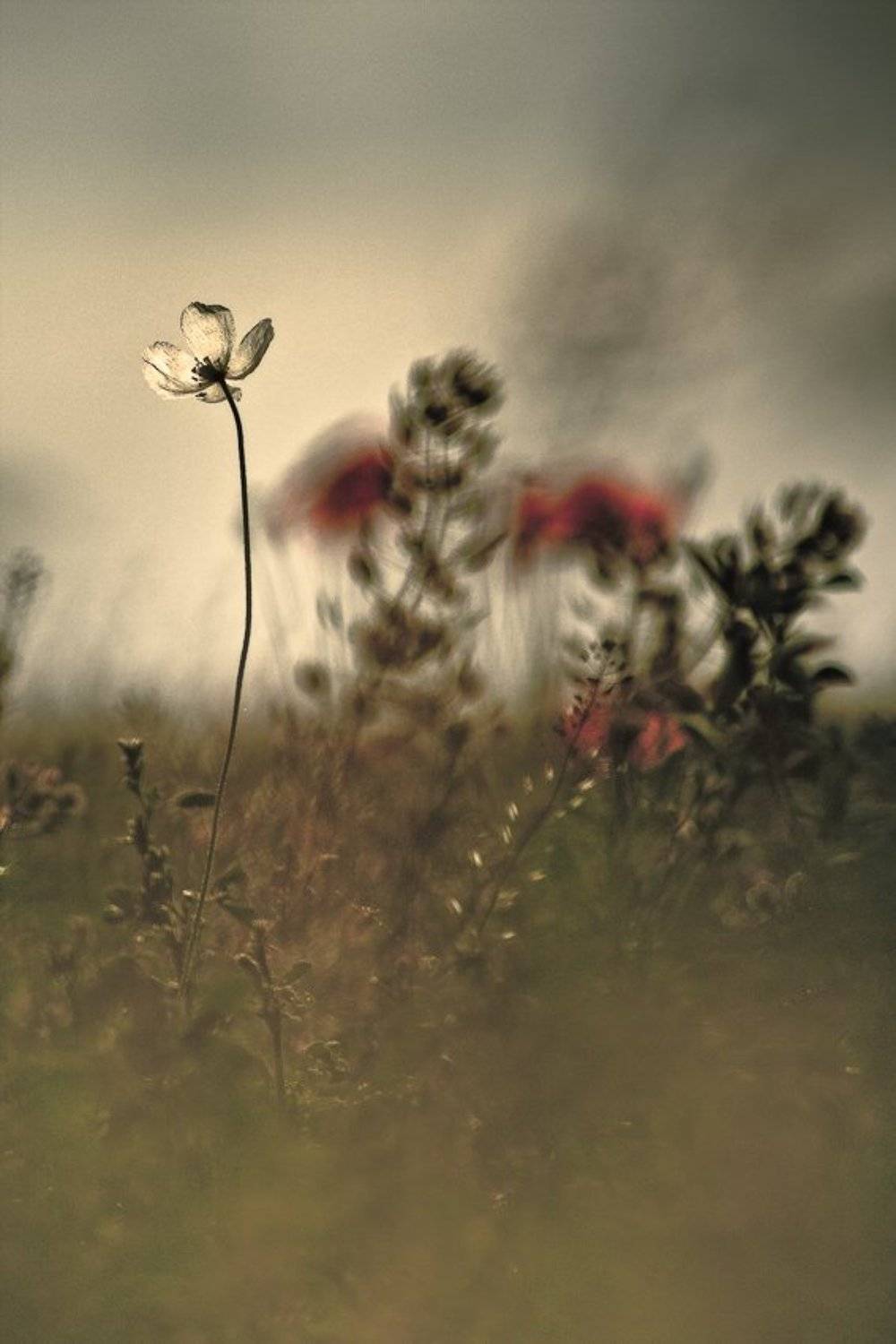 poppy, nature, flowers, Gabriel Prescornita