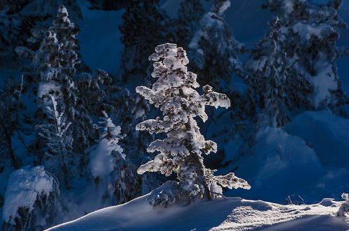 Коллекция ёлочек из Шерегеша