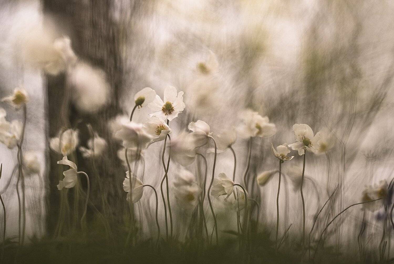 ветреницы, цветы, свет, цвет, весна, воронеж, нежность, дивы, Геннадий Мещеряков