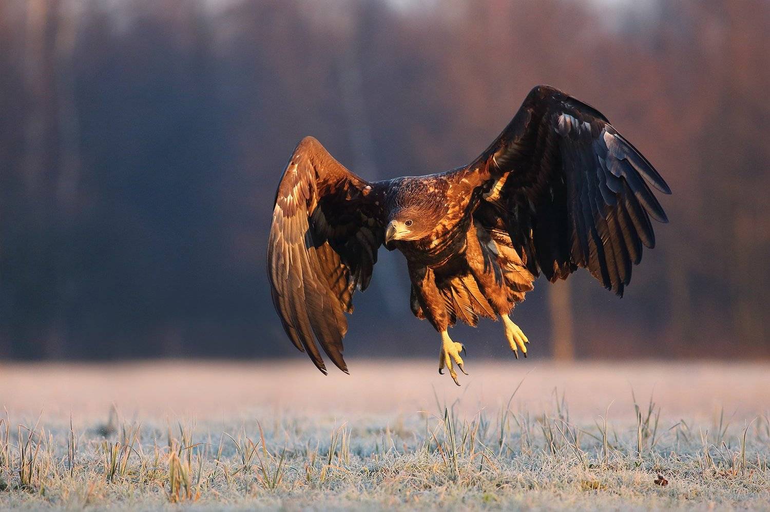 , Łukasz Sok&oacute;ł