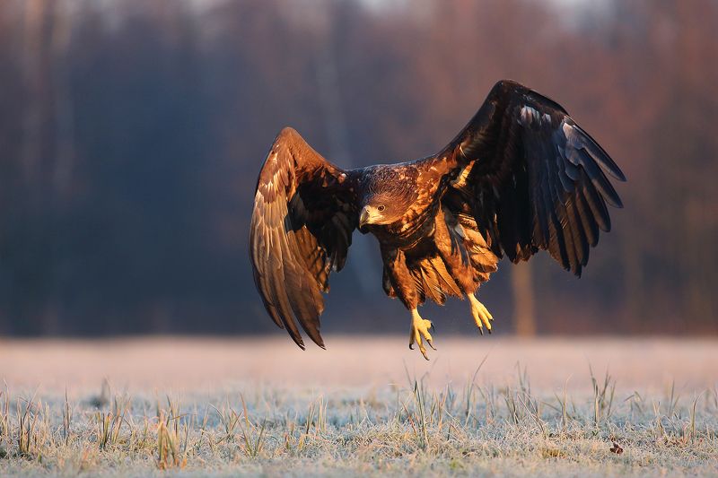 Haliaaetus albicilla фото превью