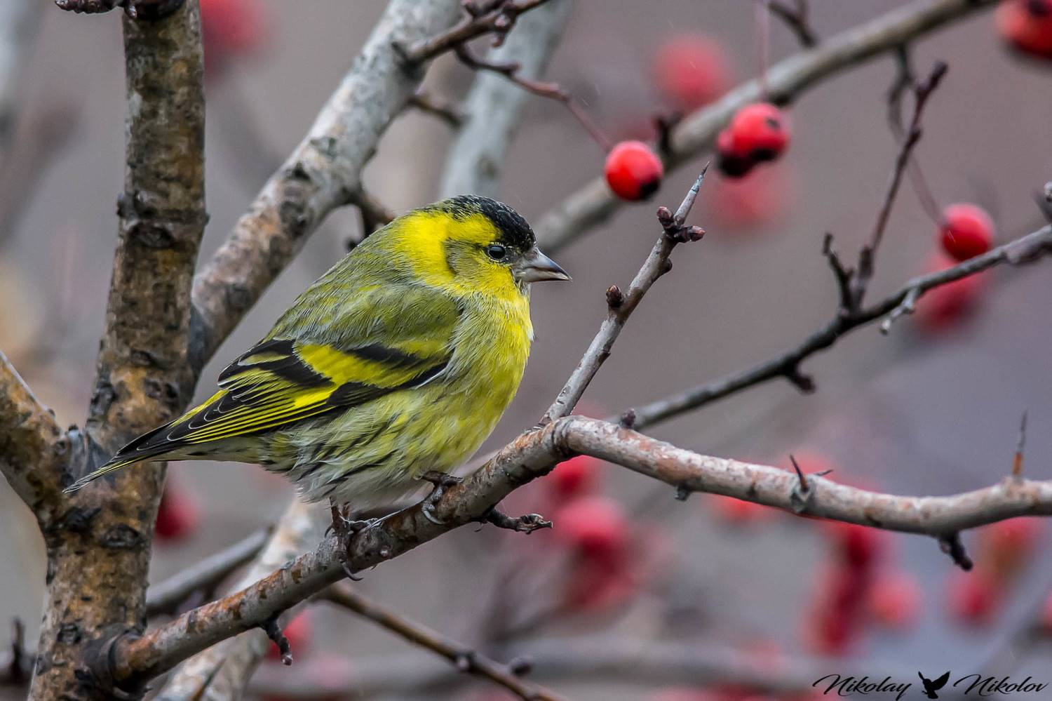 елшова скатия/carduelis spinus,bird,wildlife,nature,landscape, Nikolay Nikolov
