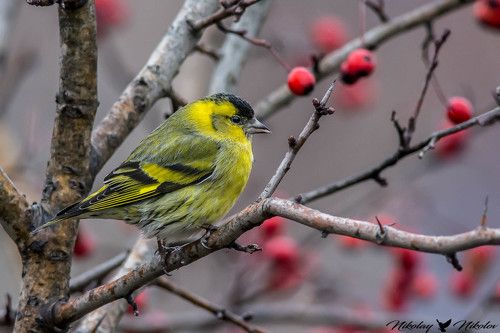 Елшова скатия/Carduelis spinus