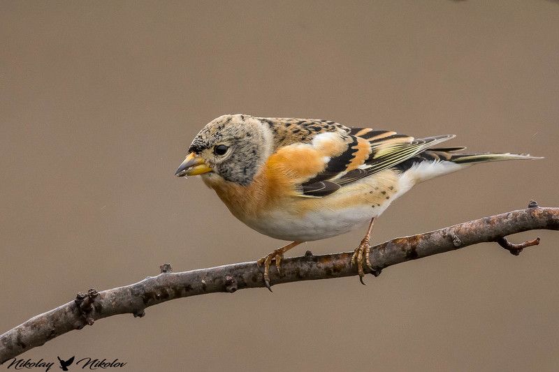 планинска чинка,fringilla montifringilla,animal,bird,wildlife,nature,lanscape,summer Планинска чинка/Fringilla montifringilla/ фото превью