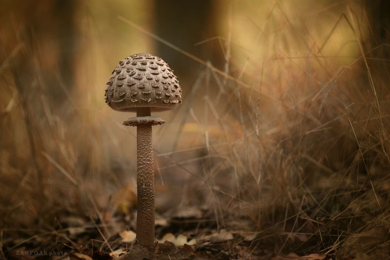 macrolepiota procera,parasol mushroom, гриль-зонтик,macro,осень, лес, грибы, макро, деталь, природа, zanfoar, чешская республика,чехия Macrolepiota procera.. гриль-зонтик, parasol mushroom.. II. фото превью