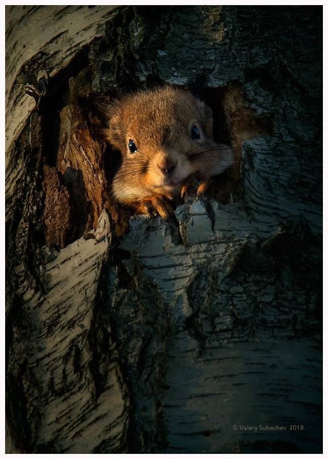 , Валерий Субачев