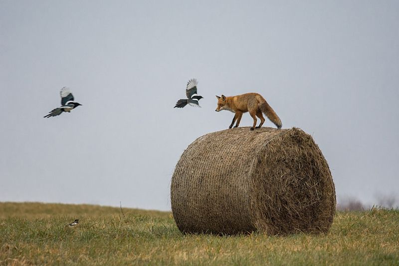Obserwator. фото превью