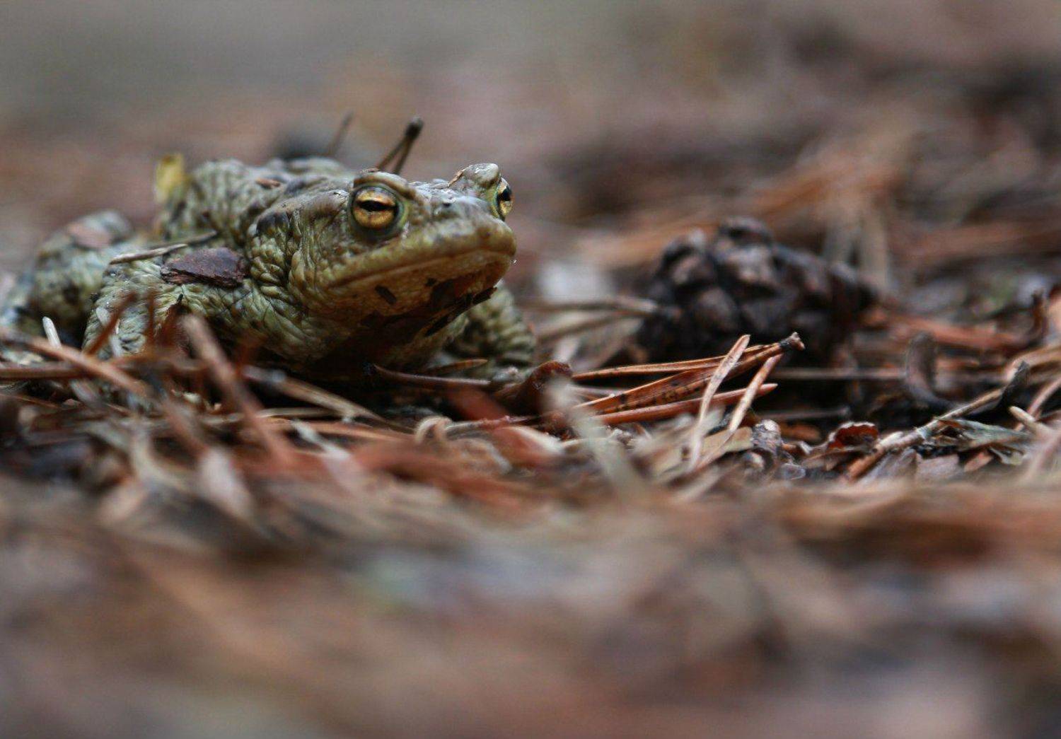 , Сергей Корнильев