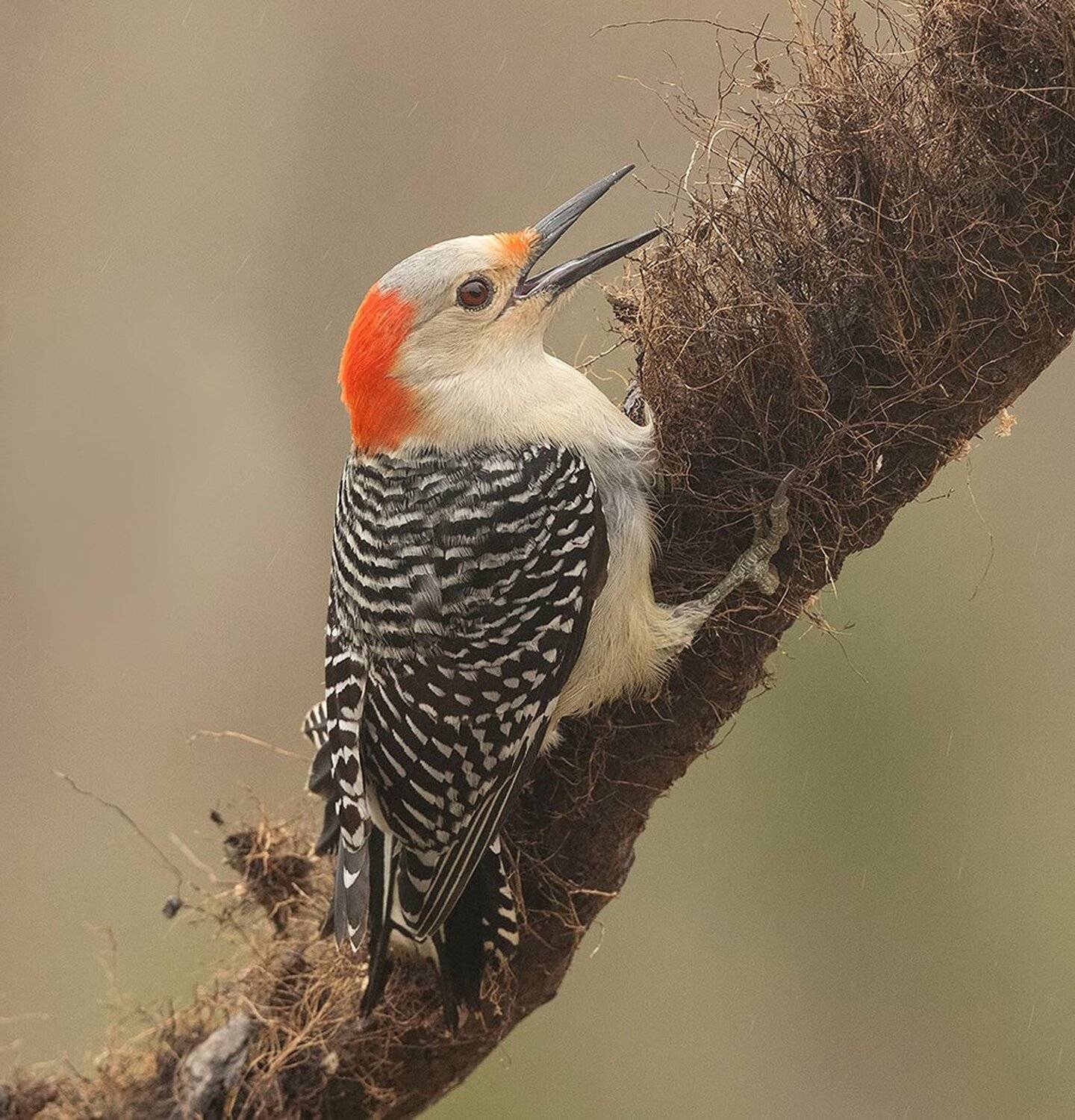 дятел, каролинский меланерпес, red-bellied woodpecker, woodpecker, Elizabeth Etkind