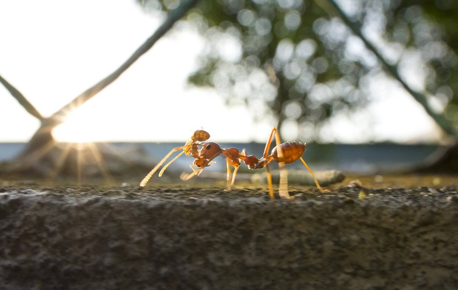 #macro#ant#colors, Choo How Lim