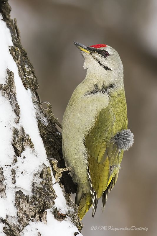 Седой дятел фото превью