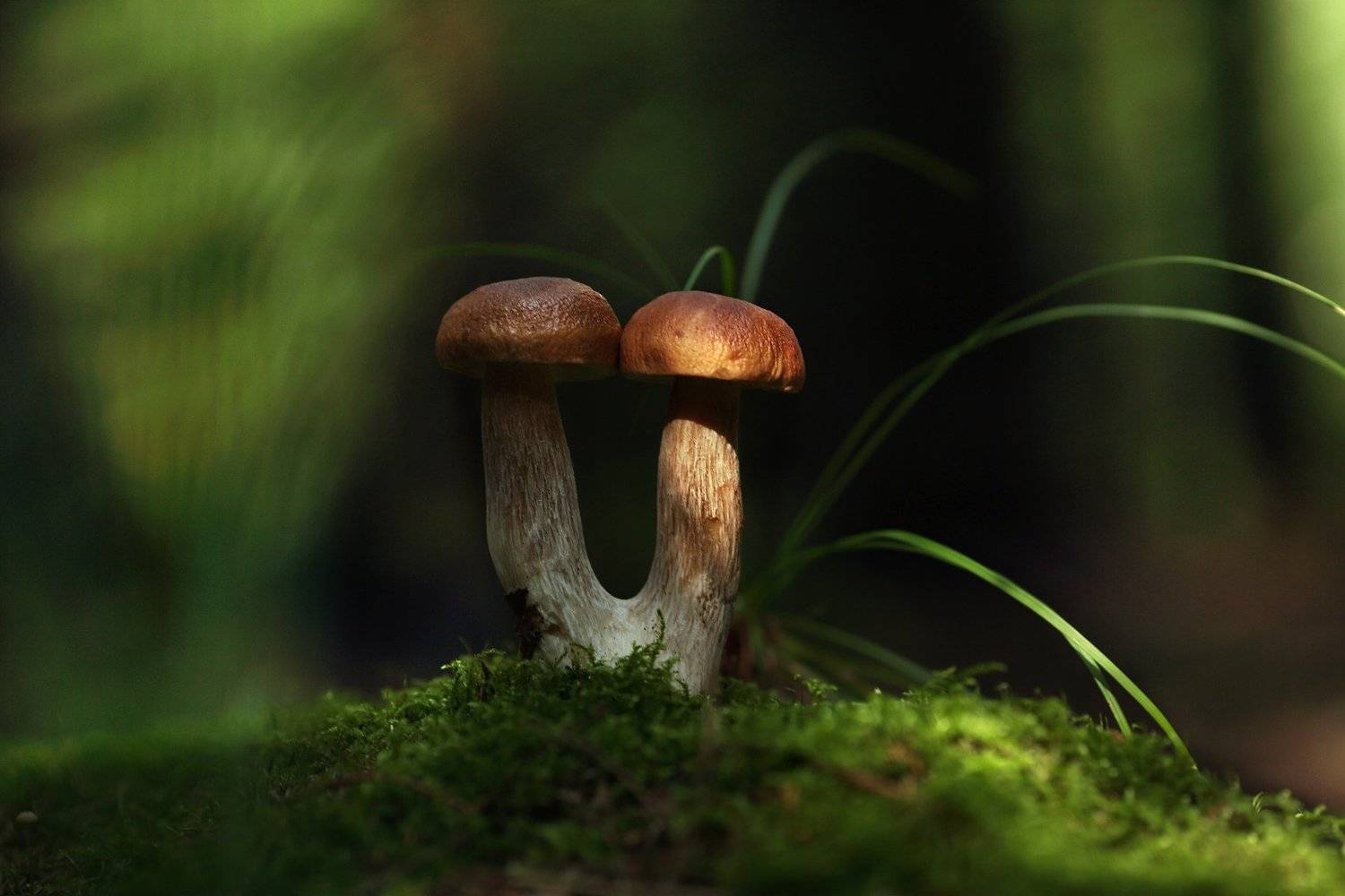 , Вадим Морозов