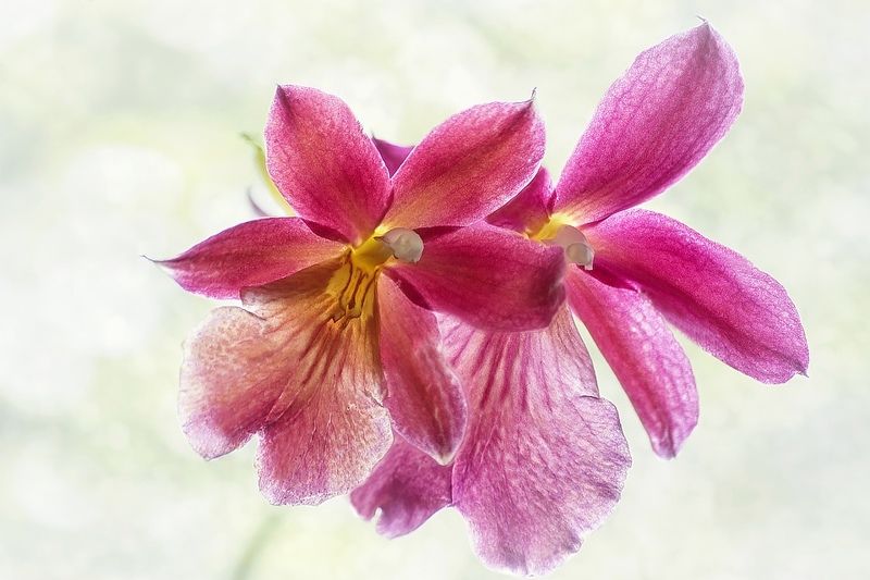 фото, природа, крупный план, орхидея, цветы Бальный танец фото превью