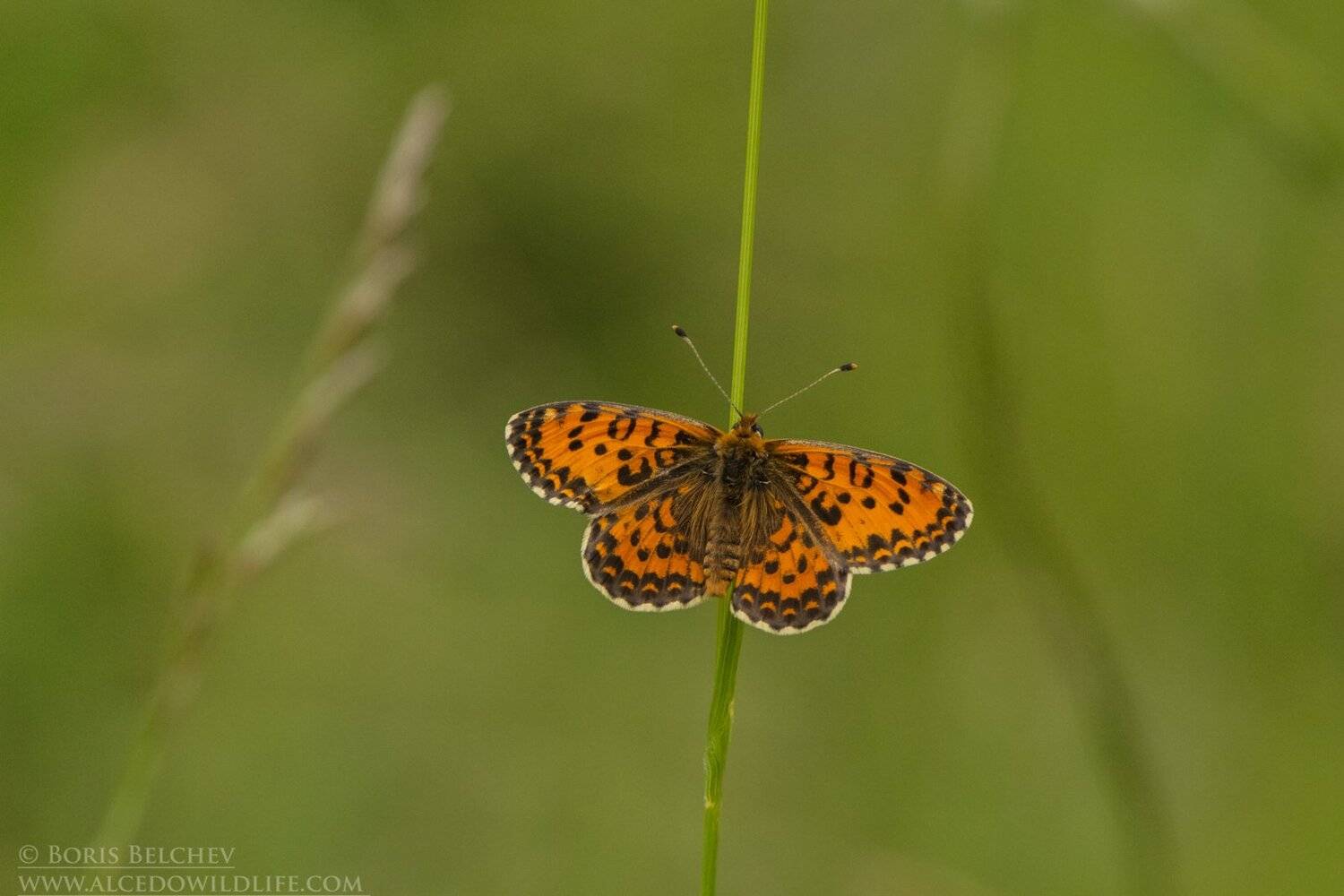 , Борис Белчев