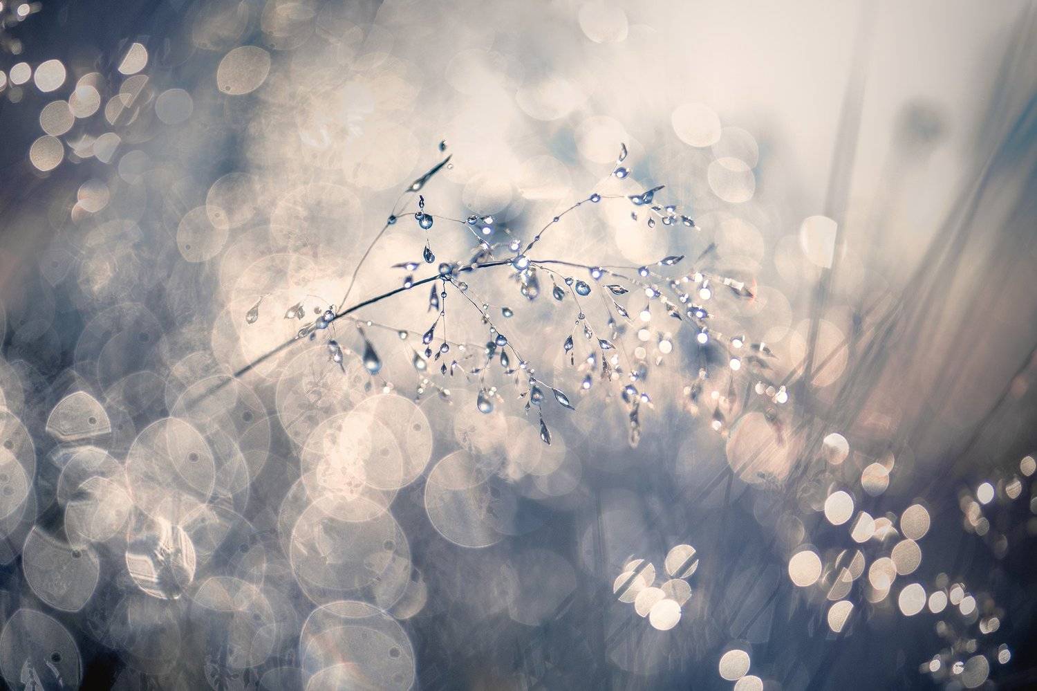 , Kristina Zvinakeviciute