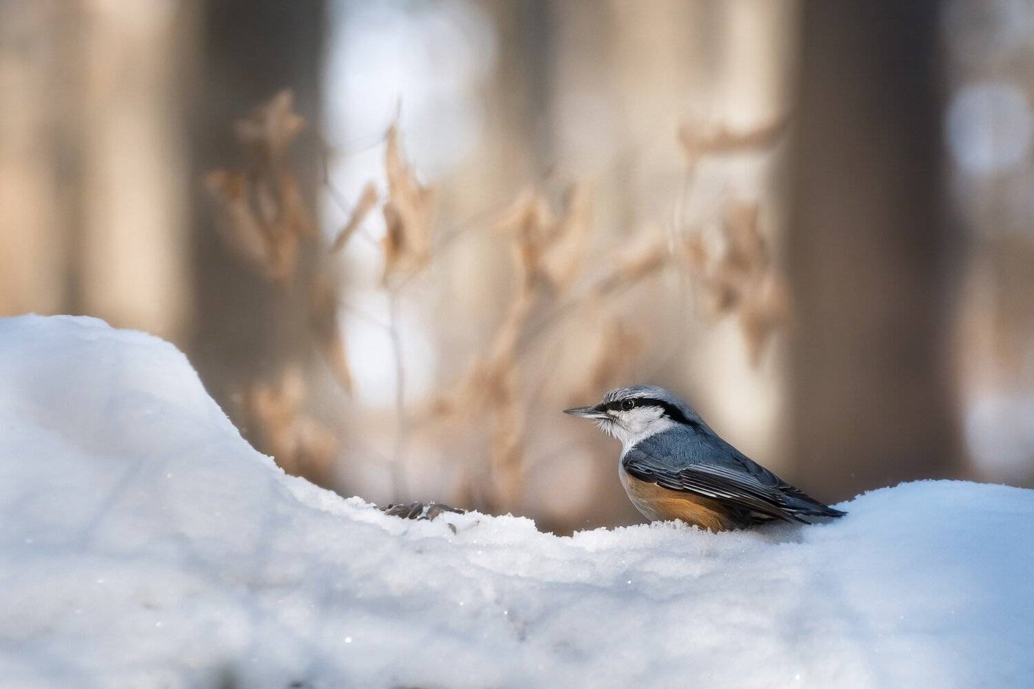 , Шинкарева Елена