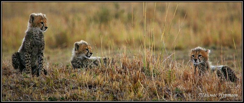 дети ДЕТИ САВАННЫ фото превью