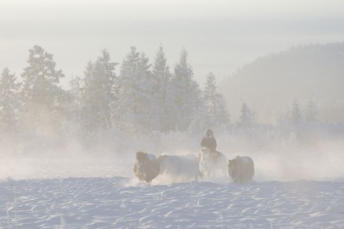 Жизнь  на севере