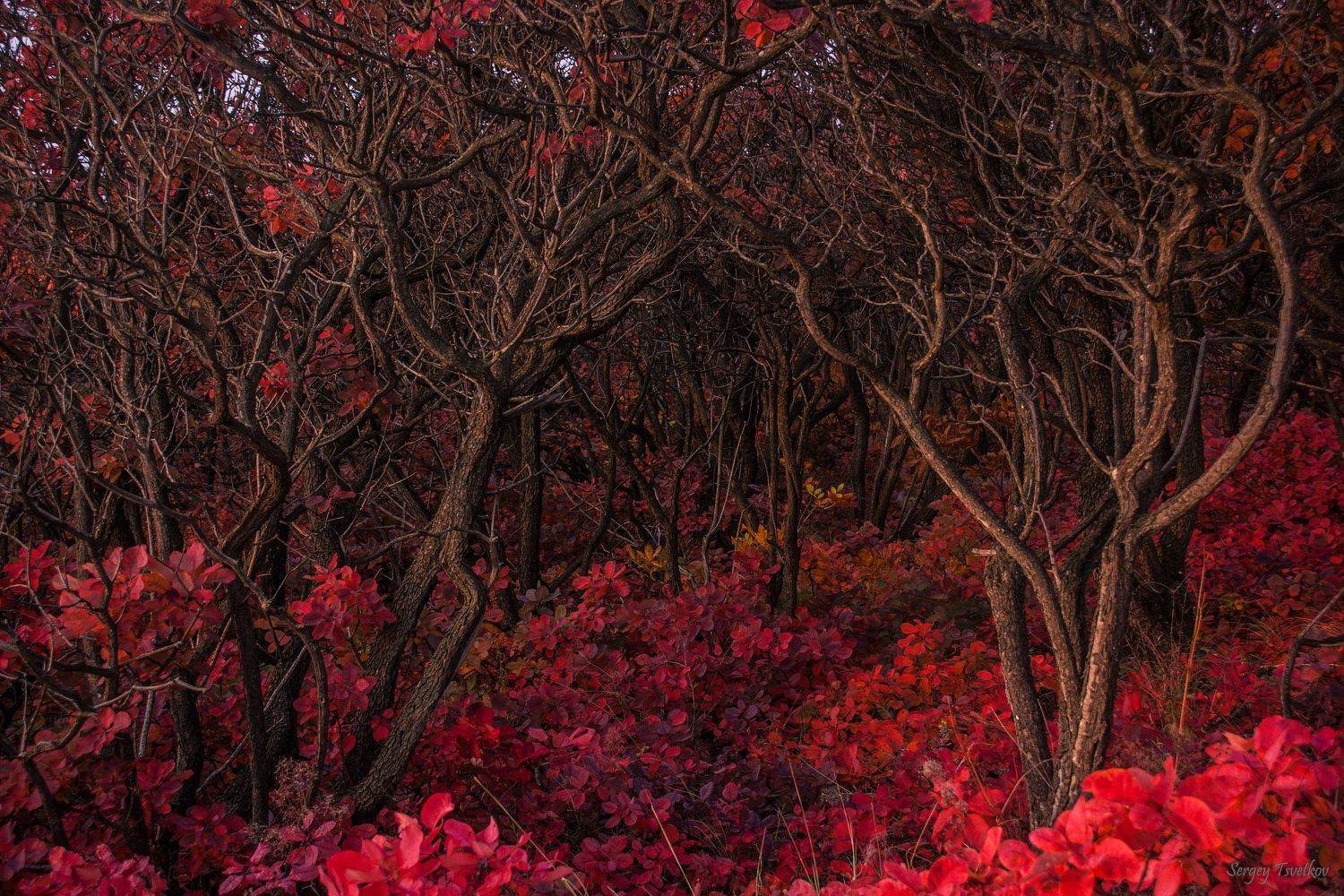 пейзаж, лес, природа, осень, Цветков Сергей