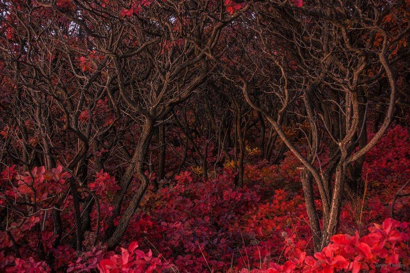 пейзаж, лес, природа, осень Хитросплетения красного леса фото превью