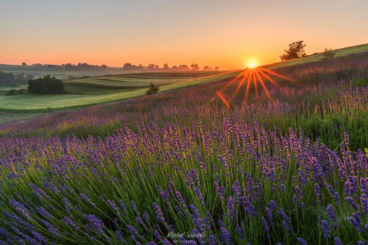 #lawenda #flowers #sunrise #poland #cracow #pentax, Michał Sośnicki