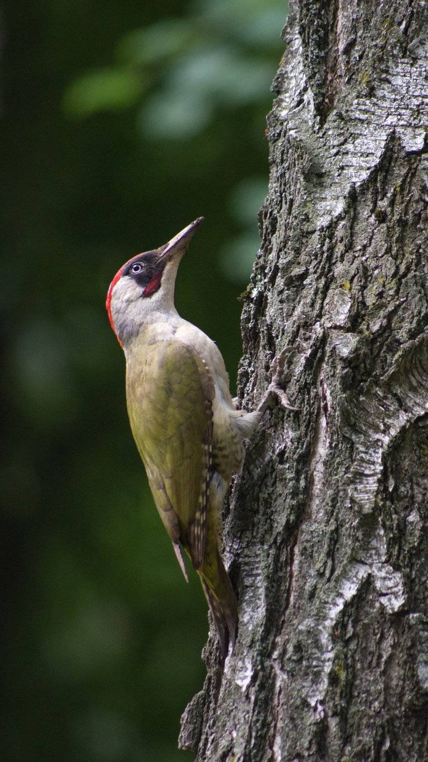 дятел, дерево, краснодар, ботанический сад, зелёный дятел, Катарина Винниченко