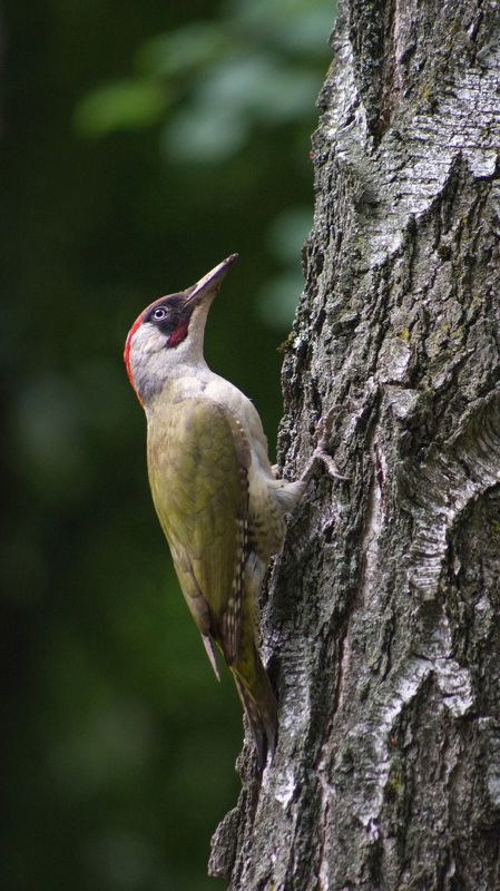 дятел, дерево, краснодар, ботанический сад, зелёный дятел Зелёный дятел фото превью