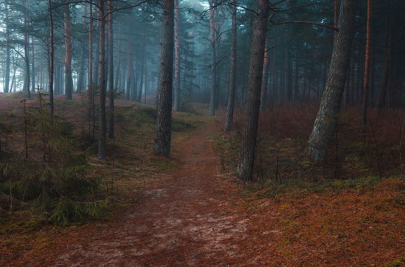 Misty forest фото превью