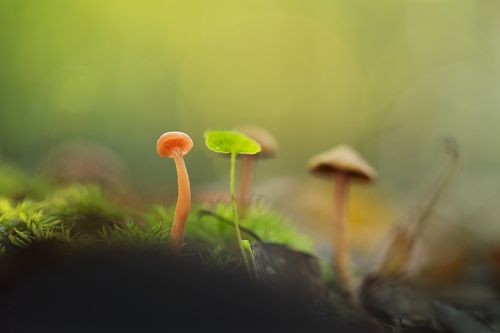 Mushrooms