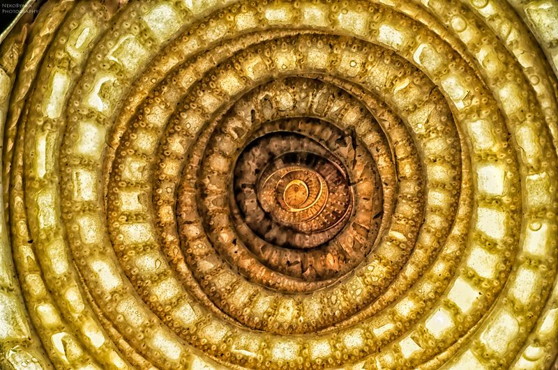 макро, растения, природа, macro, plants, nature ?? фото превью