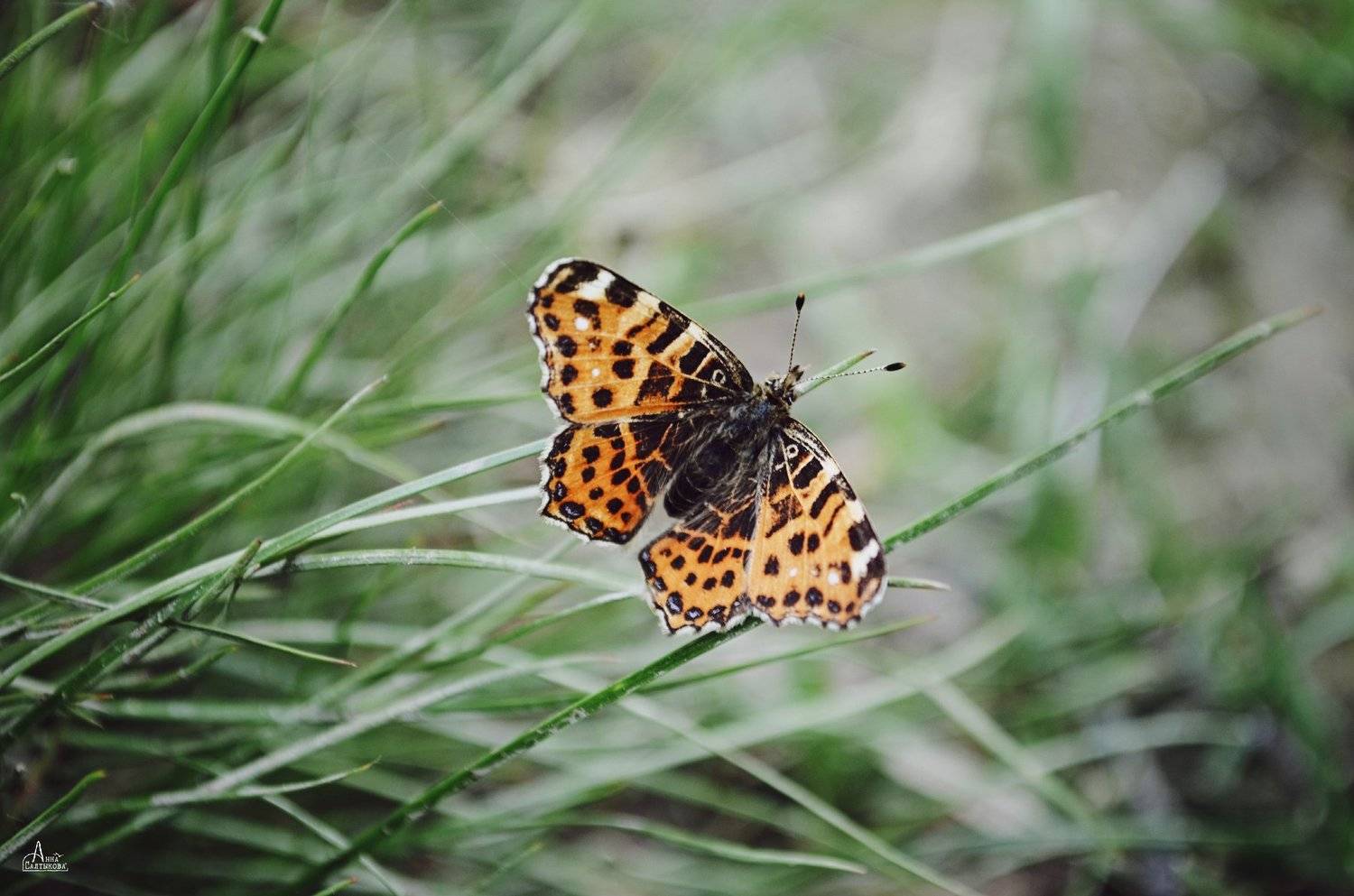 бабочка, природа, трава, макро, перламутровка, анна салтыкова, лето, май, весна, июнь, лес, Anna Saltykowa
