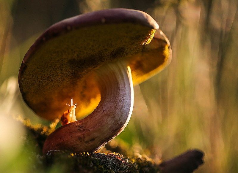 Что не съем - то понадкусываю фото превью