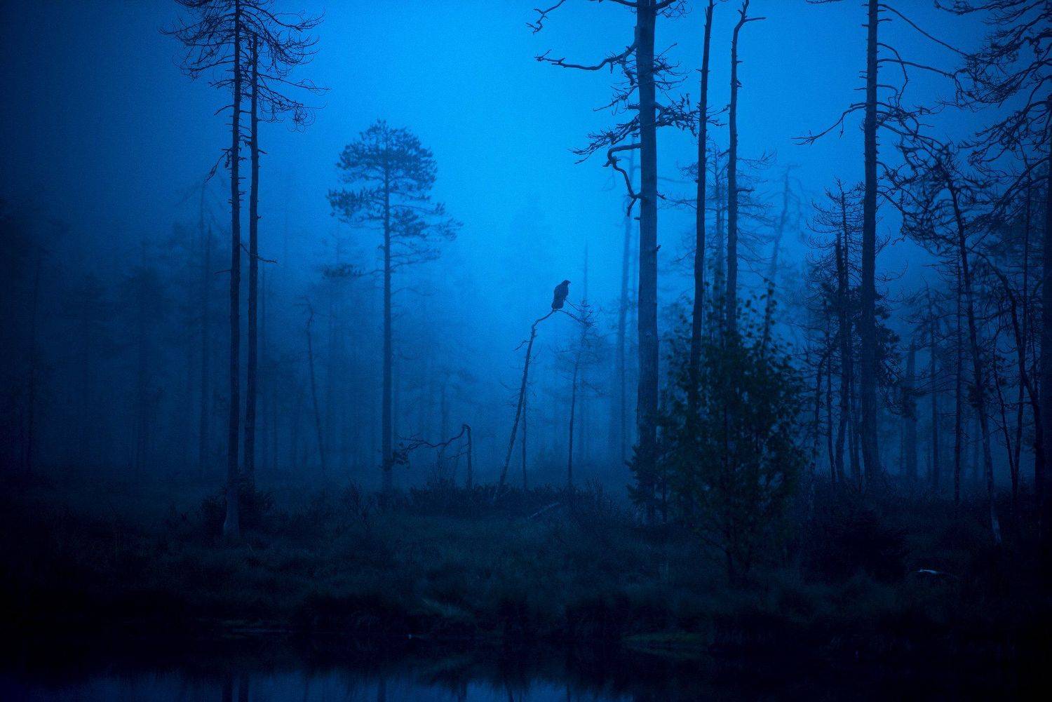 raven, morning, mist, finland, Jarkko J&auml;rvinen