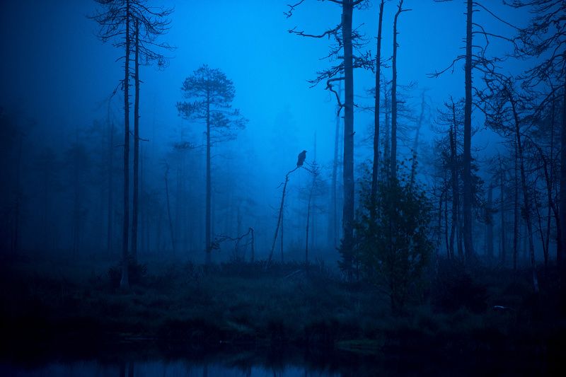 raven, morning, mist, finland Raven in morning mist фото превью